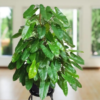 Cây trầu bà thiên môn